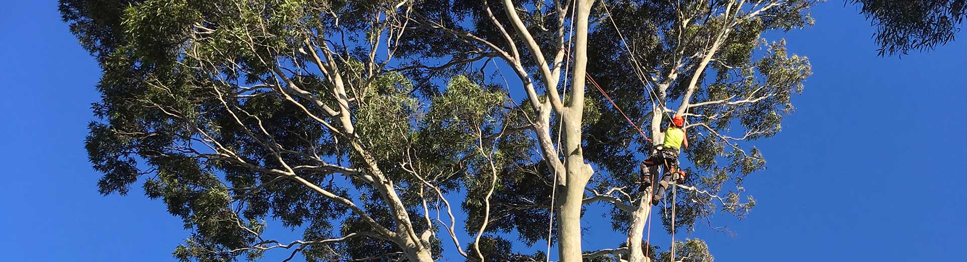 arborist-report-melbourne-tree-inspection-report-max-tree-services